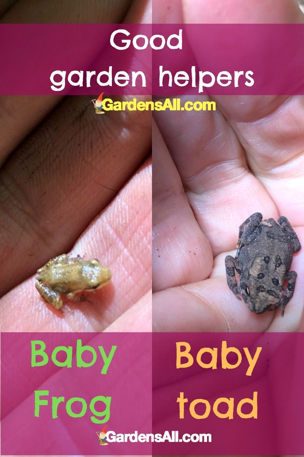 Image of Baby Frog vs Baby Toad 