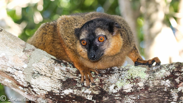 A brown lemur gazes down from a tree