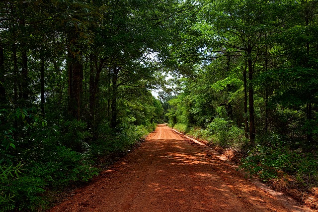 Green Trees and Red Soil